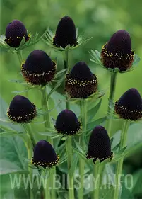 Rudbekia 'Black Beauty'
