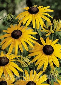 Rudbekia &quot;Goldsturm&quot;