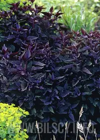 Sadziec plamisty 'Chocolate'