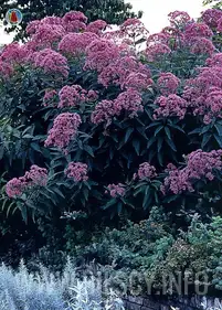 Sadziec purpurowy 'Atropurpurea'
