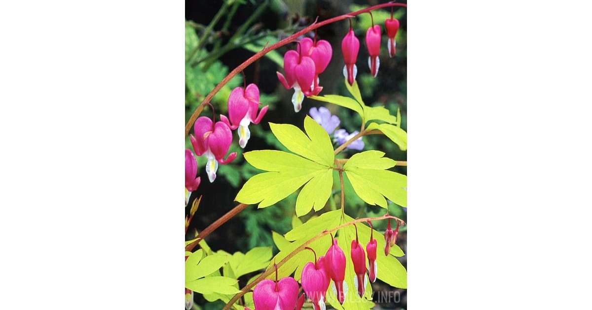 Dicentra spectabilis 'Yellow Leaves' Bilscy.info