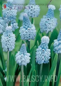 Szafirki armeńskie &quot;Atlantic&quot; 6szt