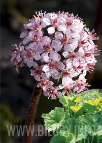 Tarczownica tarczowata