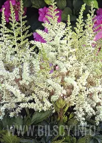 Tawułka Arendsa 'Washington'