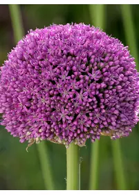 Czosnek ozdobny 'Ambassador'