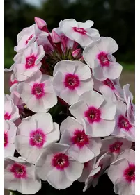 Floks wiechowaty 'Younique Trendy'