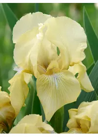 Irys miniaturowy biało-zielony (1)