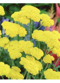 Krwawnik 'Moonshine'