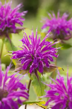 Monarda 'Prairienacht'