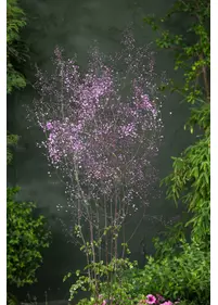 Rutewka Delavay'a 'Hewitt's Double'