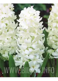 Hiacynt 'White Pearl' 3 szt.