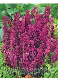Szałwia omszona 'Plumosa'