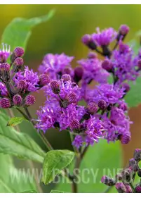Wernonia włosista 'Mammuth'