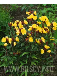 Wiesiołek czworokątny