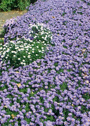 Aster krzaczasty 'Lady in Blue'