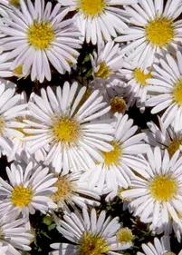 Aster krzaczasty 'Snowsprite'