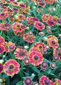 Dzielżan ogrodowy 'Ranchera' (1)