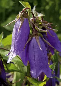 Dzwonek kropkowany 'Purple Sensation'