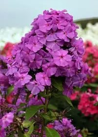 Floks 'Amethyst' 