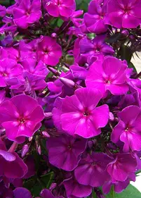 Floks 'Roberta'
