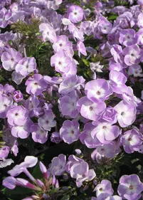 Floks wiechowaty 'Katherine'
