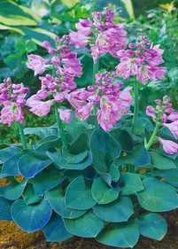 Funkia 'Blue Mouse Ears'