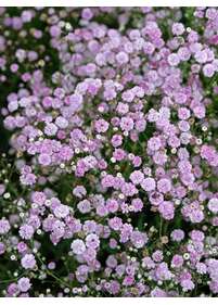 Gipsówka wiechowata 'Pink Festival'