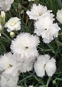 Goździk pierzasty biały