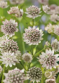 Jarzmianka większa 'Star of Billion'