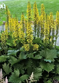 Języczka wąskogłówkowa niska 'Little Rocket' 