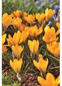 Krokus ogrodowy 'Yellow Giant' 10 szt.