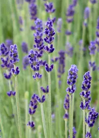 Lawenda 'Hidcote' p9