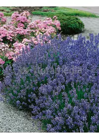 Lavandula angustifolia 'Munstead'