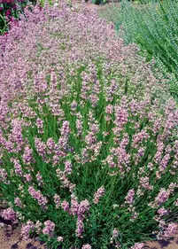 Lawenda 'Rosea' 