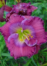 Liliowiec 'Lavender Blue Baby'
