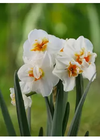 Narcyz pełny 'Sir Churchill' 5 szt.