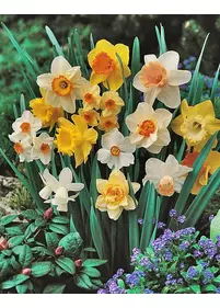 Narcyzy - zestaw 5 odmian