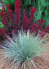 Owies wieczniezielony