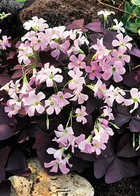 Szczawik trójkątny 5szt