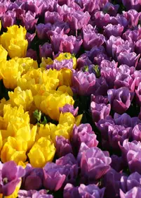 Tulipany klasyczne fioletowe i żółte