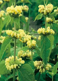 Żeleźniak Russela p11