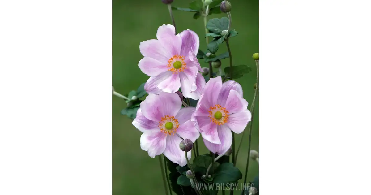Anemone hupehensis 'Konigin Charlotte' - Bilscy.info