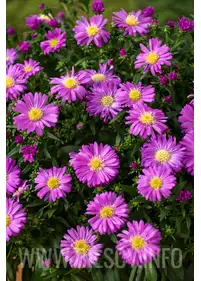 Aster bylinowy 'Wood's Pink'
