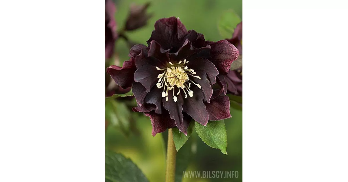 Ciemiernik orientalny 'Double Ellen Purple' (Helleborus orientalis ...