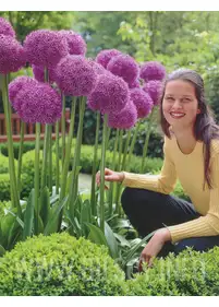 Czosnek 'Globmaster' 24+ 1szt