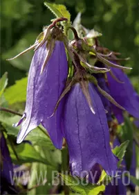 Dzwonek kropkowany 'Purple Sensation'