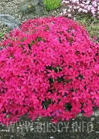 Floks Douglasa 'Crackerjack' p9