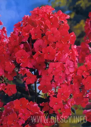 Floks 'Starfire' czerwony