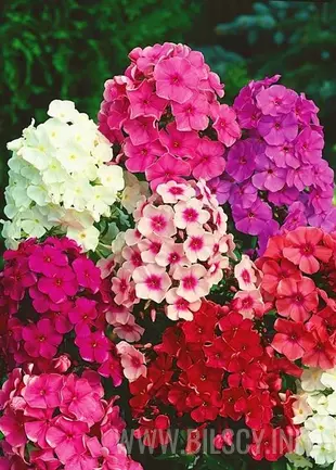 Floksy zestaw 3 szt.