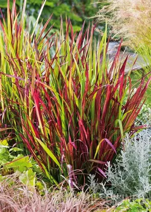 Imperata cylindrica 'Red Baron' - Bilscy.info